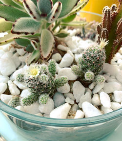 High angle view of succulent plant