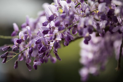 Close-up of purple flowering plant