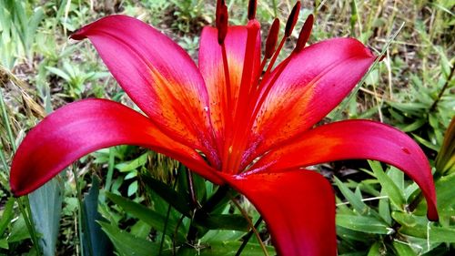 Close-up of day lily blooming outdoors