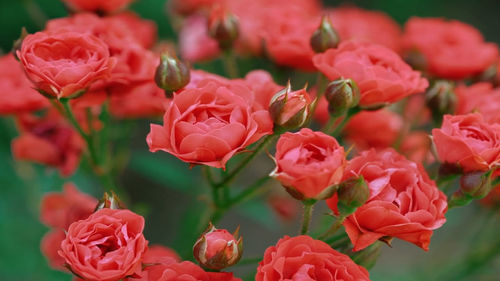 Close-up of pink flowering plants