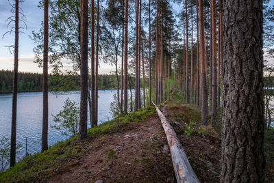 Dirt road amidst trees in forest against sky