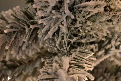 Close-up of leaf