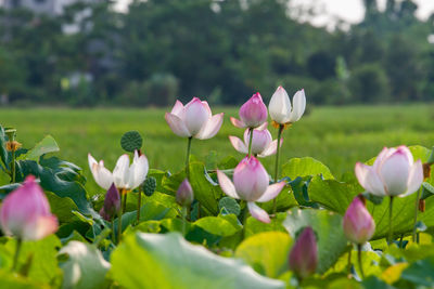 Close-up of pink lotus water lily in field