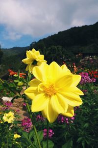 Close-up of yellow flowers blooming against sky