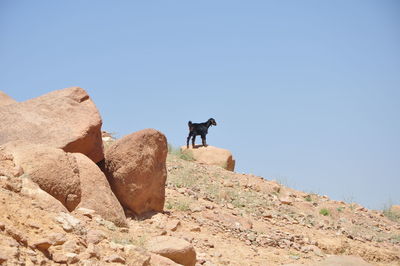 Goat standing on rock against clear sky at desert