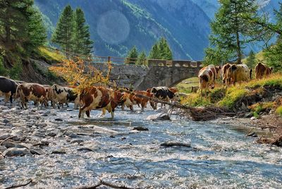 Horses on a land