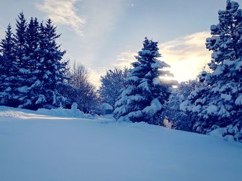Trees on snow covered landscape against blue sky