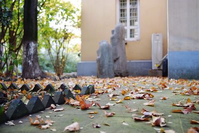 Close-up of leaves in park during autumn