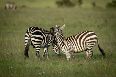 Two plains zebra play fighting near another