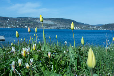 Close-up of flowers against calm blue sea