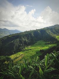 Scenic view of field against sky