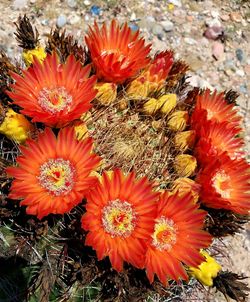 High angle view of orange flowers blooming outdoors