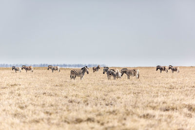 A family of zebras at etosha national park