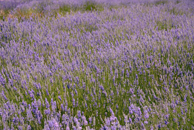 Close-up of purple flowering plants on field