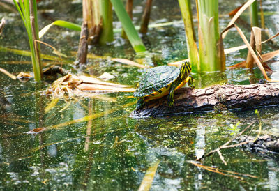 View of frog on leaf in lake