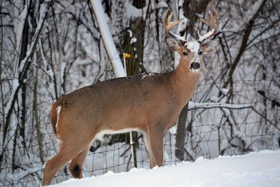Deer standing on snow covered land