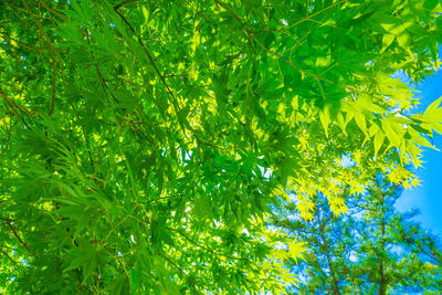 Low angle view of tree