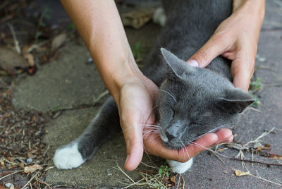 A child's hands strokes a gray cat. friendship, trust, care