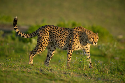 Cheetah walks on grassy plain past flowers
