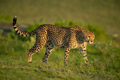 Full length of a cat walking on field