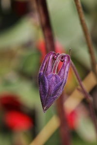 Dragon head - dark columbine - macro aquilegia atrata close-up purple flower