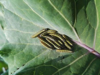 Close-up of butterfly on plant