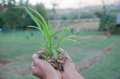 Close-up of hand holding plant on field