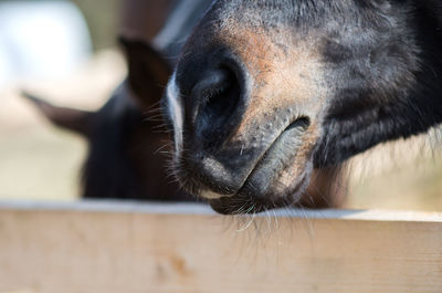 Closeup of horse nose