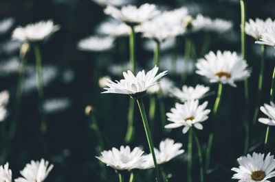 Close-up of white daisy flowers on field