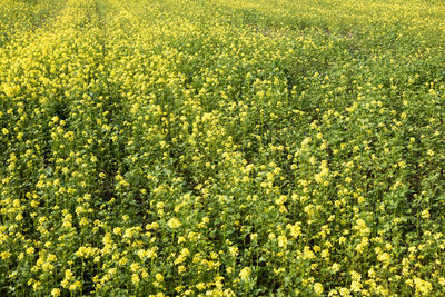 Full frame shot of yellow flowering plants on field