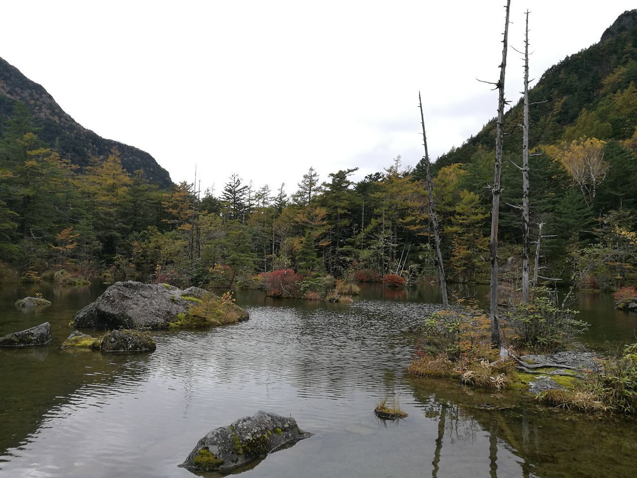 PLANTS GROWING BY STREAM IN FOREST AGAINST SKY