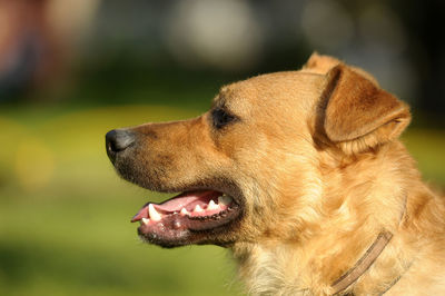 Close-up of a dog looking away