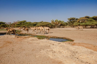 Camels amidst trees at kalacha oasis in north horr, kenya