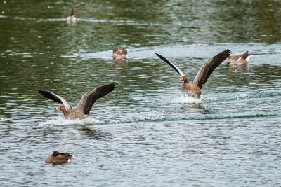 Ducks swimming in lake