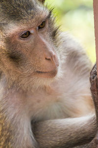 Close-up of monkey