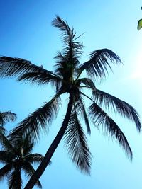 Low angle view of palm tree against clear blue sky