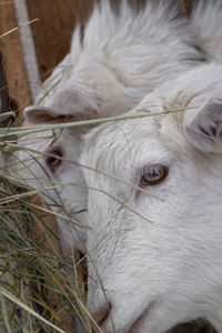 Two white goats of the zaanen breed close-up. they eat hay in the barn.