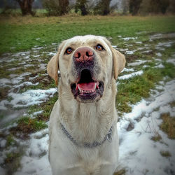 Portrait of a dog in snow