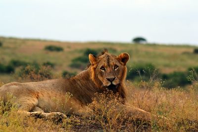 Portrait of lion relaxing on grass