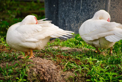 View of birds on field