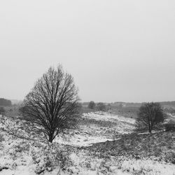 Bare tree on snow covered landscape