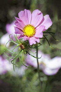 Close-up of pink flower