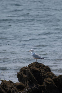 Seagull perching on beach