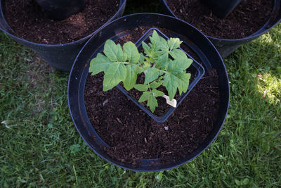 High angle view of potted plant