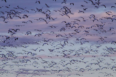 Low angle view of birds flying