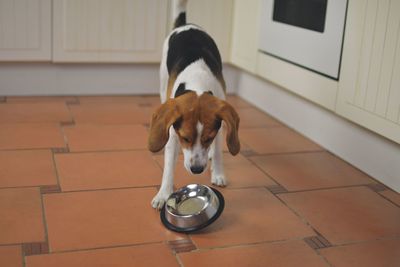Cute beagle dog looking at empty dog bowl. hungry beagle dog and flying bowl