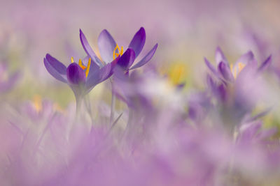 Close-up of purple crocus flowers