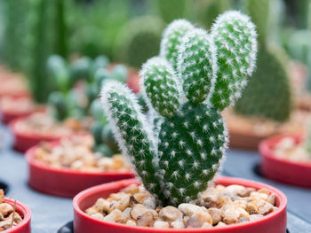 Close-up of succulent plant