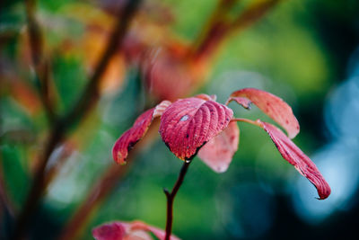 Close-up of wet flower blooming outdoors