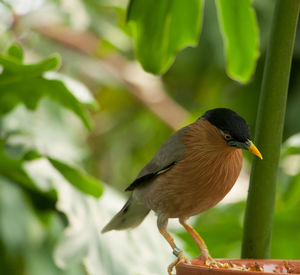 Close-up of bird perching on leaf